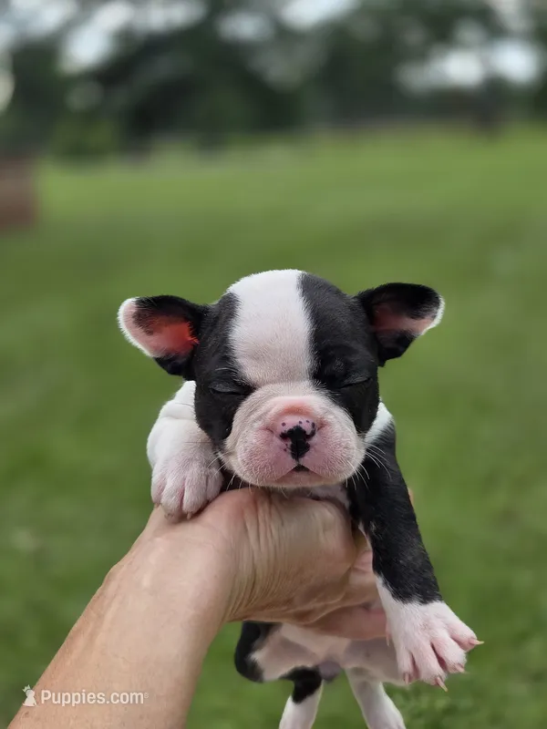 Homerun – Frenchton puppy for sale in Merryville, LA