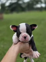 Homerun, a female Frenchton for sale in Merryville, LA – 1 of 2