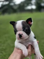 Single, a female Frenchton for sale in Merryville, LA – 2 of 3