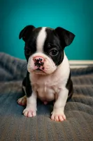 processed/16854be4-01dd-49e9-acc4-3332f1a6daef/listing/db3ee579-22b9-48c9-969d-2f34010c69e1/539c1ffb-f5d8-4a03-844e-9312742a10d0