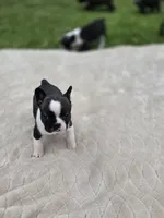 Triple, a female Frenchton for sale in Merryville, LA – 2 of 3