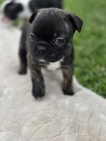 Double, a male Frenchton for sale in Merryville, LA – 1 of 3