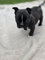 Dinger, a male Frenchton for sale in Merryville, LA – 1 of 5