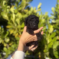 Cora, a female Goldendoodle for sale in Lehigh Acres, FL – Photo 2 of 2