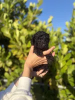 Cora, a female Goldendoodle for sale in Lehigh Acres, FL – Photo 2 of 2