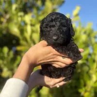 Cora, a female Goldendoodle for sale in Lehigh Acres, FL – Photo 1 of 2