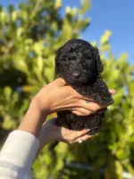 Cora, a female Goldendoodle for sale in Lehigh Acres, FL – Photo 1 of 2