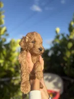 processed/16893693-8dcc-4839-b1b4-c1d4bd5f5645/listing/1d06a635-05c1-481f-82e6-f89b94212735/a3f626ce-de88-49eb-9804-8d21cdfddd9d