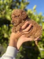 Callie, a female Goldendoodle for sale in Lehigh Acres, FL – Photo 1 of 3