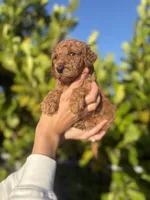Callie, a female Goldendoodle for sale in Lehigh Acres, FL – Photo 2 of 3