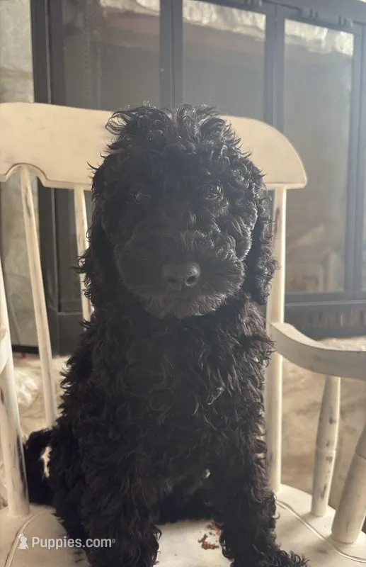 Niko – Goldendoodle puppy for sale in Lehigh Acres, FL