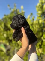 Aris, a male Goldendoodle for sale in Lehigh Acres, FL – Photo 3 of 3