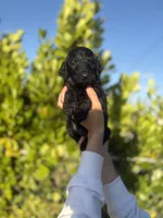 Aris, a male Goldendoodle for sale in Lehigh Acres, FL – Photo 1 of 3