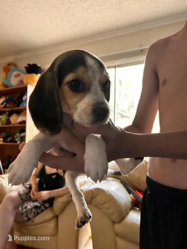 Duchess   – Beagle puppy for sale in Seffner, FL