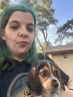 Midnight, a male Beagle for sale in Seffner, FL – Photo 1 of 3