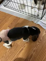 Midnight, a male Beagle for sale in Seffner, FL – Photo 3 of 3