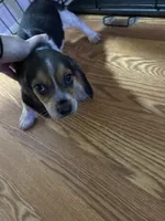 Midnight, a male Beagle for sale in Seffner, FL – Photo 2 of 3