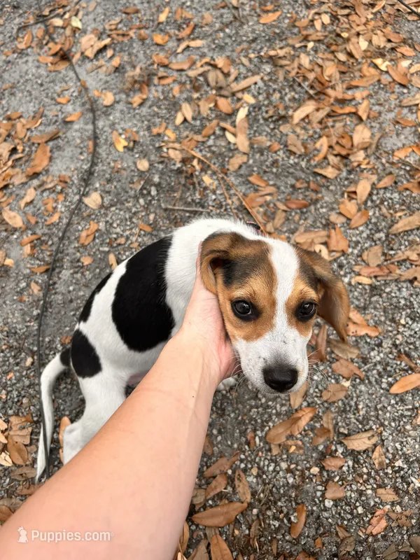 Elsie – Beagle puppy for sale in Seffner, FL