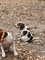 Elsie, a female Beagle for sale in Seffner, FL – 3 of 4