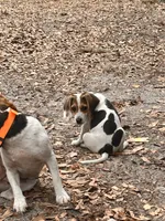 Elsie, a female Beagle for sale in Seffner, FL – 4 of 4