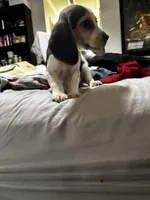 Duchess, a female Beagle for sale in Seffner, FL – Photo 3 of 5