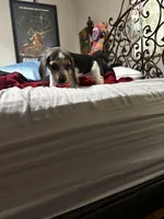 Duchess, a female Beagle for sale in Seffner, FL – Photo 4 of 5