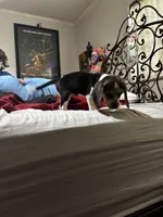 Duchess, a female Beagle for sale in Seffner, FL – Photo 5 of 5