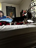 Duchess, a female Beagle for sale in Seffner, FL – Photo 2 of 5