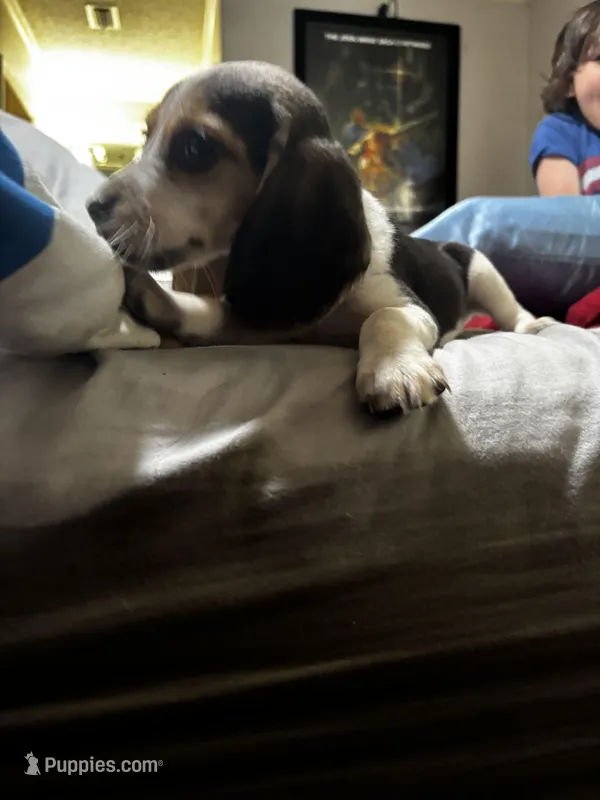 Duchess – Beagle puppy for sale in Seffner, FL