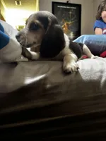 Duchess, a female Beagle for sale in Seffner, FL – Photo 1 of 5