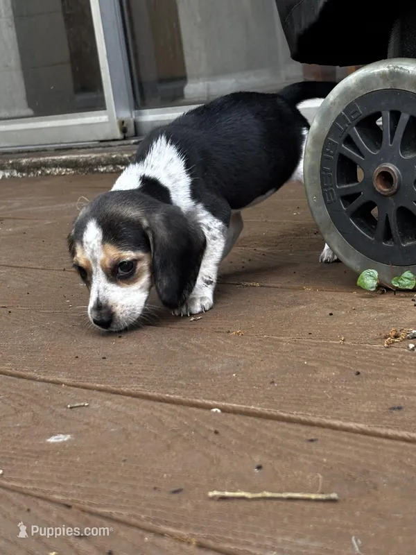 Oreo – Beagle puppy for sale in Seffner, FL