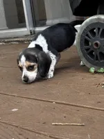 Oreo, a male Beagle for sale in Seffner, FL – Photo 1 of 6