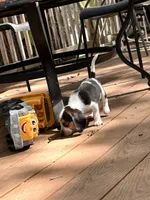 Oreo, a male Beagle for sale in Seffner, FL – Photo 5 of 6