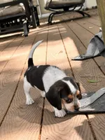 Oreo, a male Beagle for sale in Seffner, FL – Photo 4 of 6