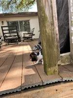 Oreo, a male Beagle for sale in Seffner, FL – Photo 6 of 6