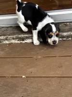 Oreo, a male Beagle for sale in Seffner, FL – Photo 2 of 6