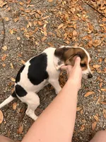 Elsie, a female Beagle for sale in Seffner, FL – 2 of 4