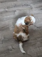 Intelligent , a male Shih Tzu for sale in Minneapolis, MN – 2 of 4