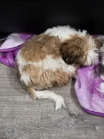 Intelligent , a male Shih Tzu for sale in Minneapolis, MN – 3 of 4