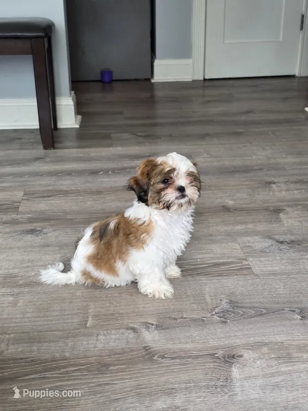 Intelligent  – Shih Tzu puppy for sale in Minneapolis, MN