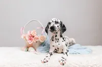 Panda, a female Dalmatian for sale in California, CA – 2 of 5