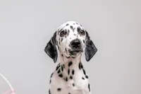 Panda, a female Dalmatian for sale in California, CA – 5 of 5