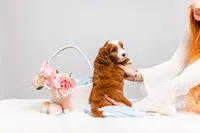 Bella, a female Miniature Bernedoodle for sale in California, CA – Photo 5 of 5