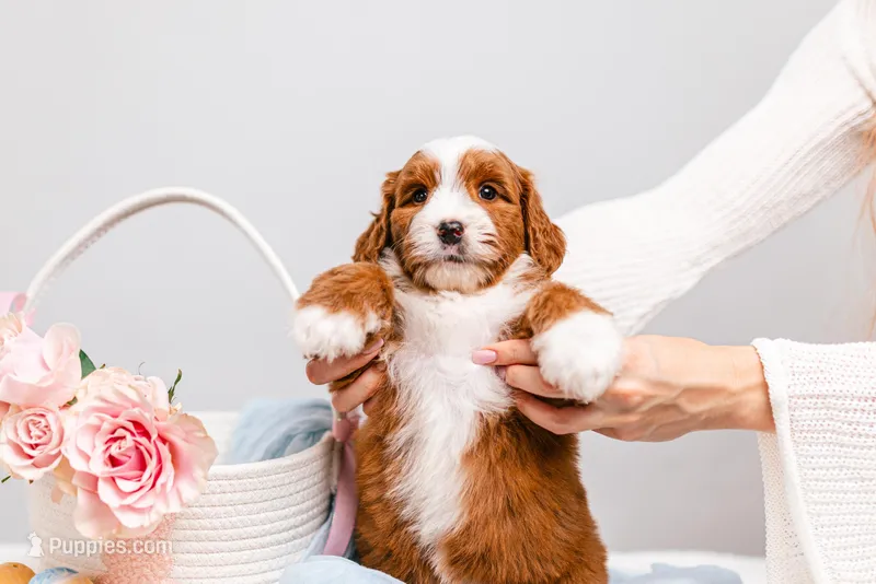 Bella – Miniature Bernedoodle puppy for sale in California, CA