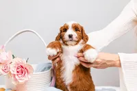 Bella, a female Miniature Bernedoodle for sale in California, CA – Photo 1 of 5