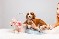 Bella, a female Miniature Bernedoodle for sale in California, CA – Photo 3 of 5