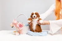 Bella, a female Miniature Bernedoodle for sale in California, CA – Photo 4 of 5