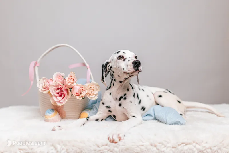 Bianca – Dalmatian puppy for sale in California, CA
