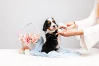 Zoe, a female Miniature Bernedoodle for sale in California, CA – Photo 2 of 4