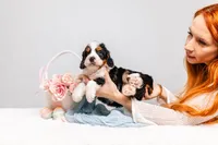 Zoe, a female Miniature Bernedoodle for sale in California, CA – Photo 4 of 4